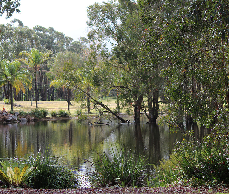 Calm pond with reflections, surrounded by trees and greenery in a park setting